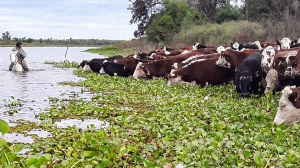 Fenómeno de El Niño: con la asistencia de la Provincia, ya se evacuó más del 70 % de la hacienda en islas