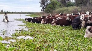 Fenómeno de El Niño: con la asistencia de la Provincia, ya se evacuó más del 70 % de la hacienda en islas