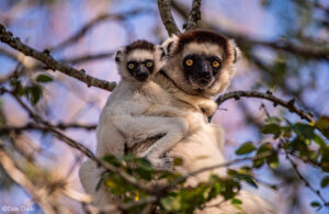 ¿Por qué la fauna de Madagascar es tan singular? Sus antepasados ​​podrían haber llegado en balsas.