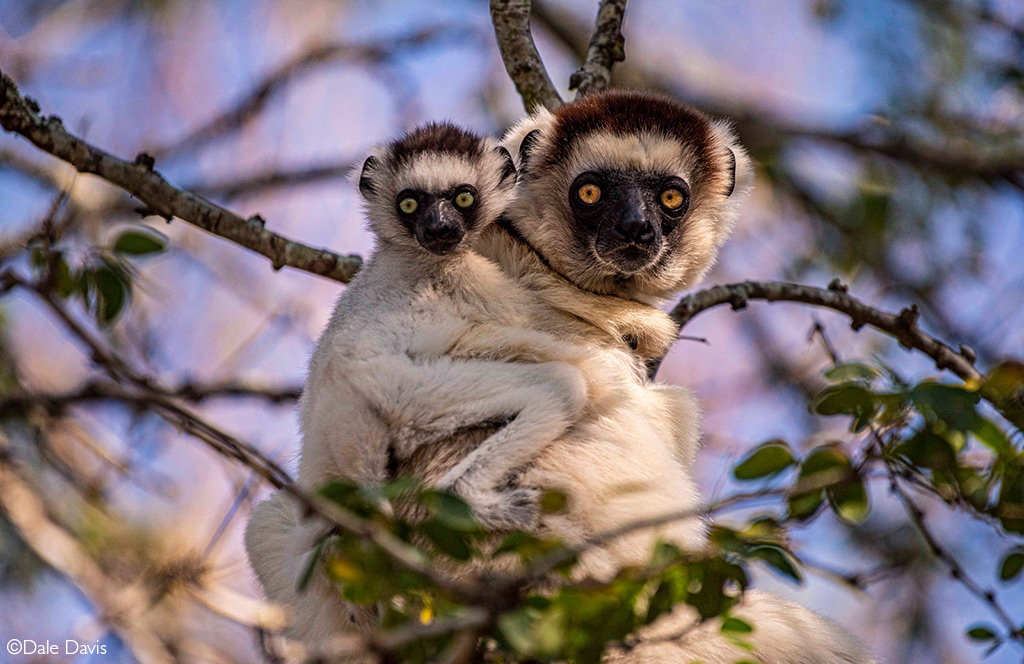 ¿Por qué la fauna de Madagascar es tan singular? Sus antepasados ​​podrían haber llegado en balsas.