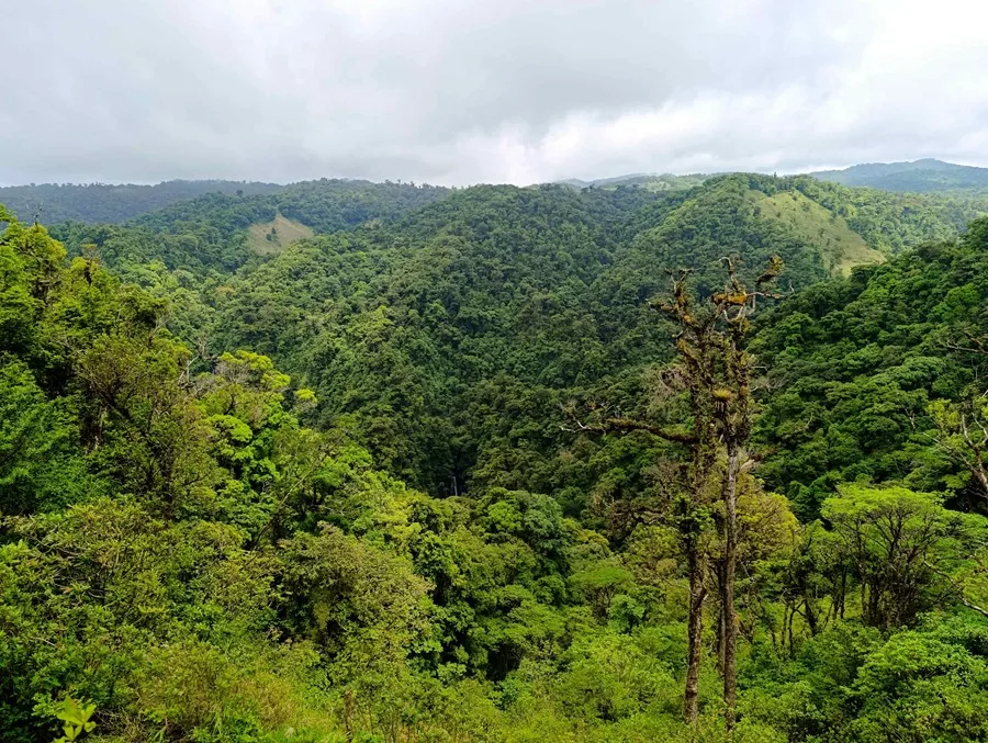 La deforestación cae un 15 % en 2025, hasta los siete millones de hectáreas de bosque a nivel mundial