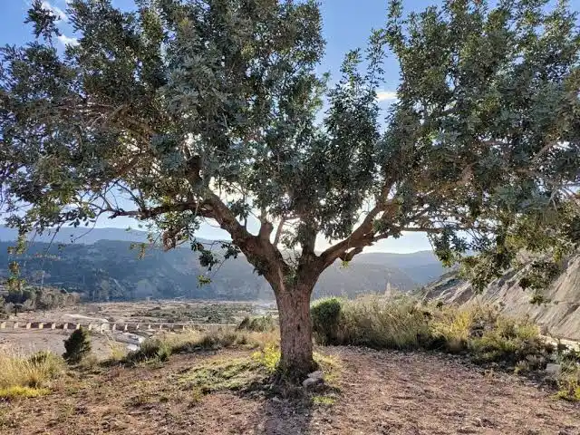 El INTA La Rioja presentó resultados de investigación sobre el potencial de aprovechamiento del algarrobo