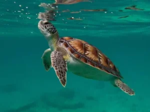 Panamá busca voluntarios para proteger tortugas marinas en el Caribe