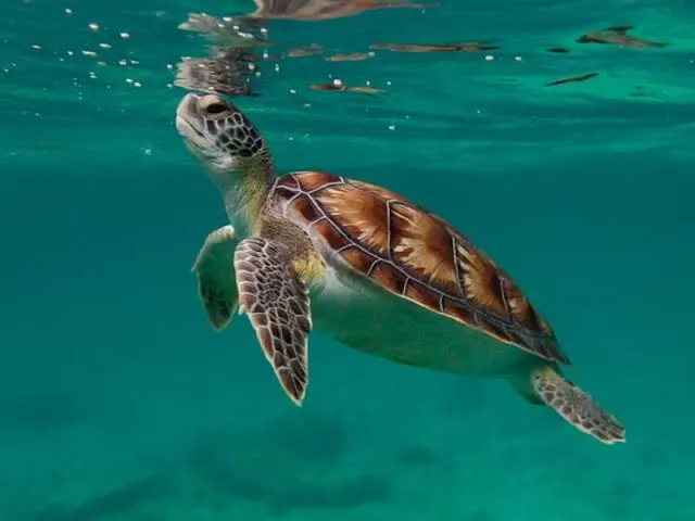 Panamá busca voluntarios para proteger tortugas marinas en el Caribe
