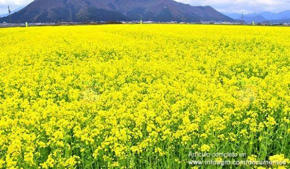 Mostaza: evalúan el cultivo para el manejo de patógenos del suelo
