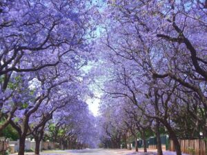 Rosario en Flor: La Metamorfosis Cromática de la Primavera