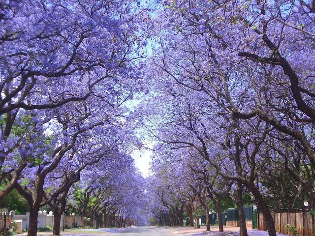 Rosario en Flor: La Metamorfosis Cromática de la Primavera