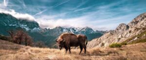 Ted Turner transformó su rancho en Montana: de vacas a 4,500 bisontes y la restauración de 2,000 hectáreas de pastizales