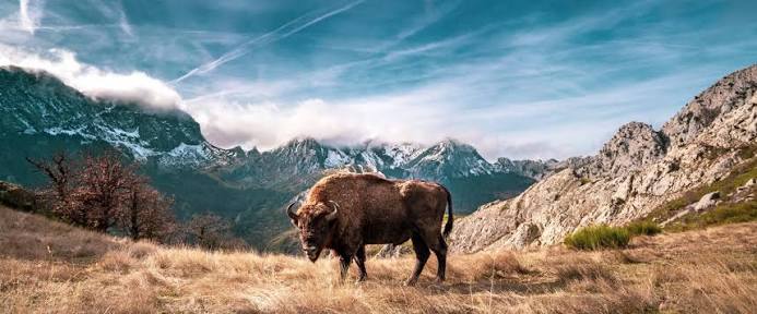 Ted Turner transformó su rancho en Montana: de vacas a 4,500 bisontes y la restauración de 2,000 hectáreas de pastizales