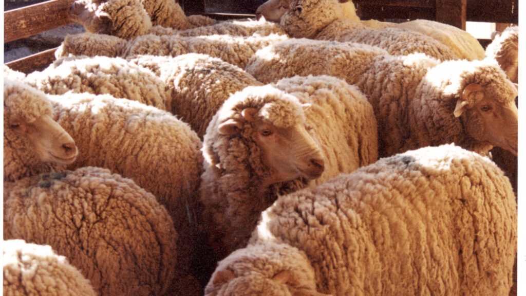 Las exportaciones de lana crecieron 28% en volumen durante la zafra 2025/2026
