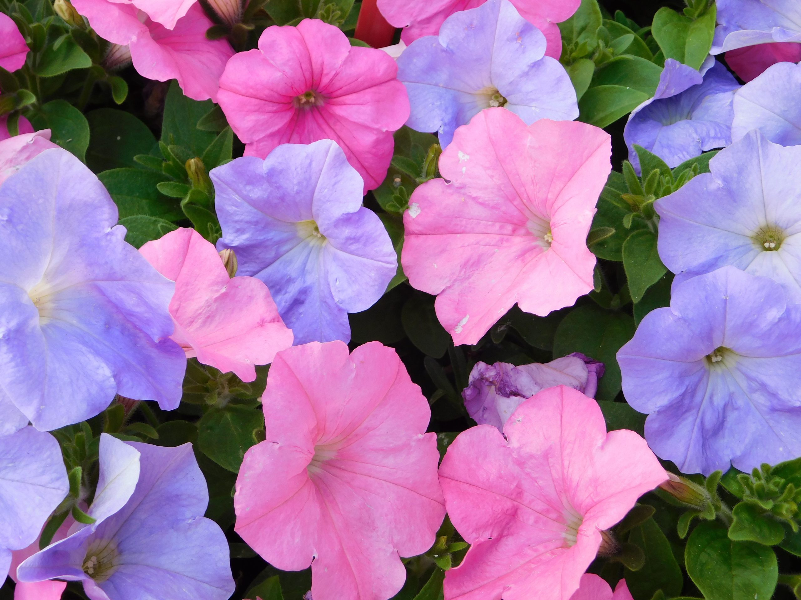 El encanto atemporal de las petunias: historia, color y secretos para su cuidado