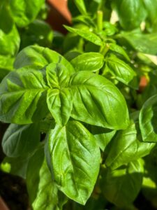 Albahaca: De poción de amor milenaria a must-have de tu cocina