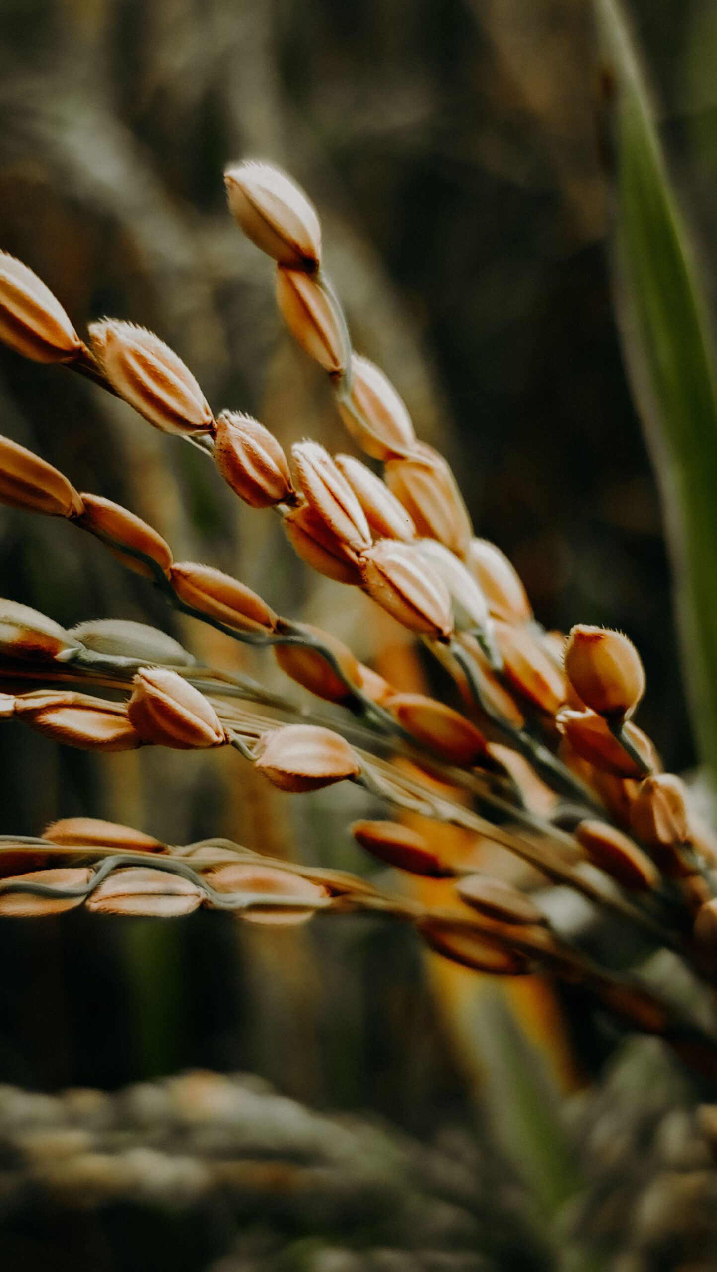 Estudian el comportamiento del arroz durante el almacenamiento postcosecha