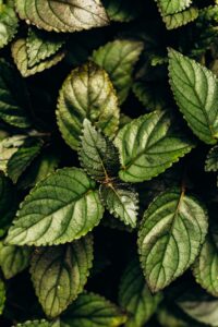 Patchouli: el perfume de las almas libres