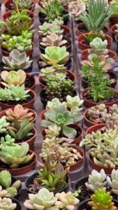 ESPECIAL BOTÁNICO: El Universo de las Suculentas