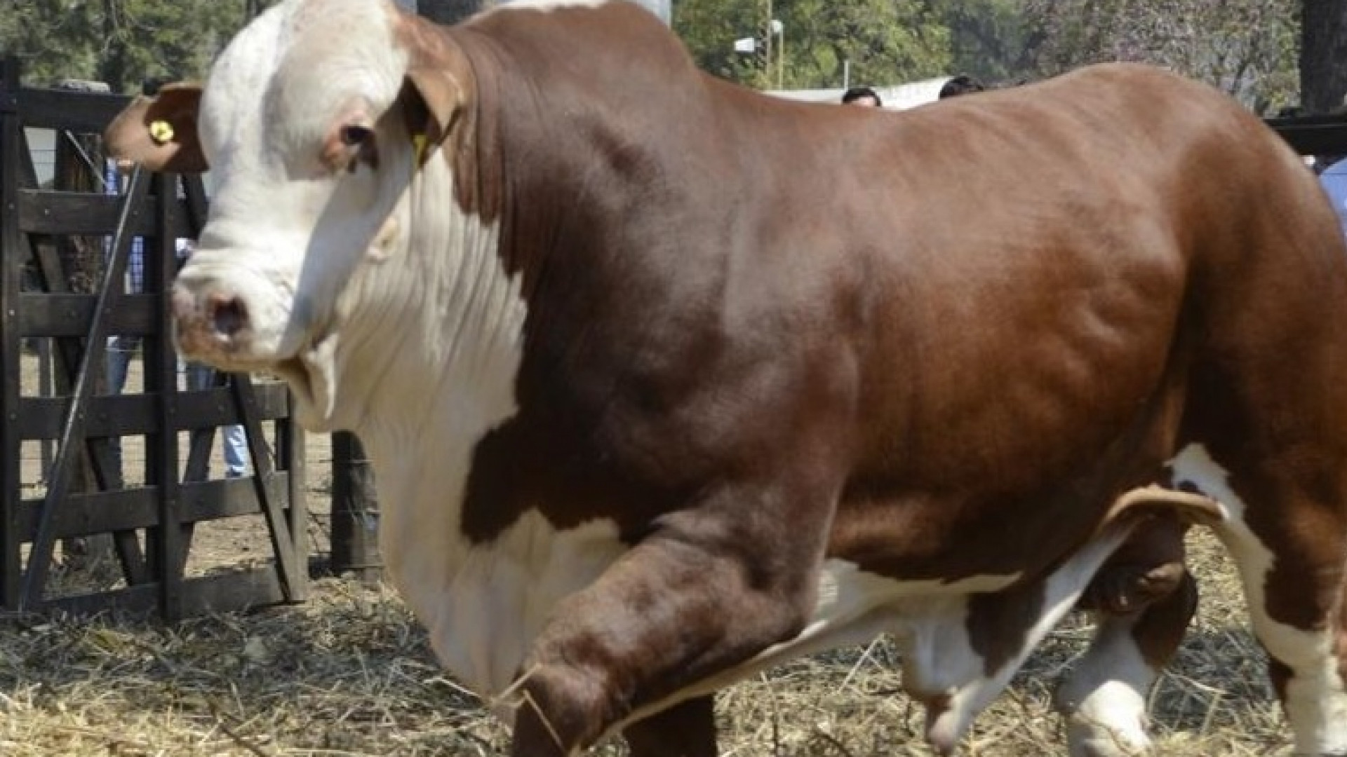 Los remates de genética bovina marcaron un crecimiento interanual del 61% en el precio